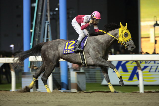 �z���C�g�t�[�K